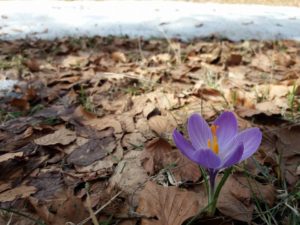 I crocus: tipici fiori Primaverili a forma di coppa1