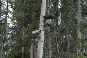 A Castel Fusano viene attivato un servizio di videosorveglianza